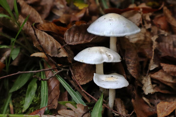 Cluster of white forest mushrooms among autumn leaves