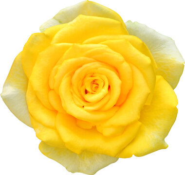 Yellow Rose flowers focus stacking close up isolated for love wedding and valentines day