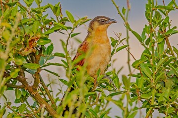 Burchell's coucal (Centropus burchellii) is a cuckoo species in the Cuculidae family. It is found in sub-Saharan Africa