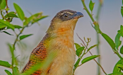Burchell's coucal (Centropus burchellii) is a cuckoo species in the Cuculidae family. It is found in sub-Saharan Africa