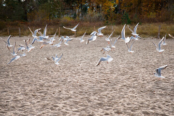 Spazierg&auml;nger unter zwei Laubb&auml;umen