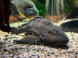 Wabenschilderwels (Pterygoplichthys gibbiceps)