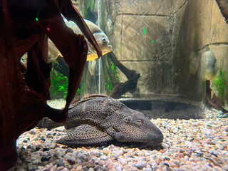 Wabenschilderwels (Pterygoplichthys gibbiceps)