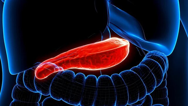 Pancreas Illustration Inside Human Body Medical Visualization