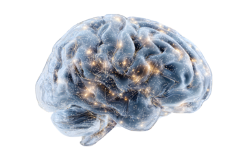 Digital brain isolated on transparent background, representing intelligence and network