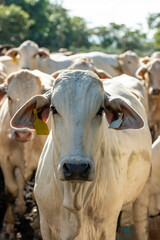 A beef cattle feeding on sustainable farm in Panama, Central America - stock photo