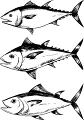 Tuna Silhouette  Marine Fish. VectorTuna Fish Logo Illustration in Vector Format. Ocean Tuna Fish Graphic  Editable Vector