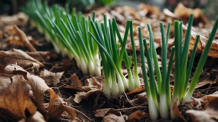 Row of green scallions growing steadily in rich brown soil surrounded by fallen brown leaves captured in soft natural light showcasing vibrant green tops against the textured earth in an outdoor