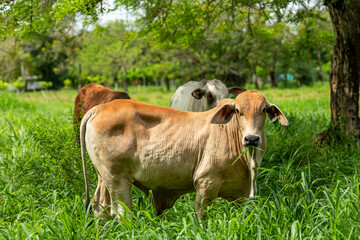 Fototapeta premium A Brangus beef cattle feeding on sustainable farm in Panama, Central America - stock photo