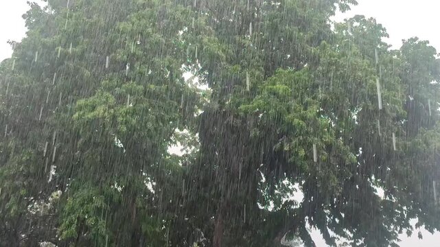Heavy rain and strong winds on a tree