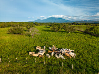 Fototapeta premium Aerial view of group of beef cattle feeding on sustainable mountain farm in Panama, Central America - stock photo