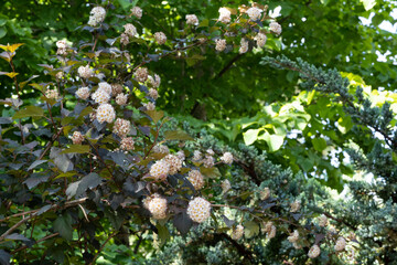 Flower landscape, fresh wallpaper, nature background concept Close-up of white flowers Physocarpus opulifolius diabolo or Ninebark with purple leaves on dark blurred background. Selective focus.
