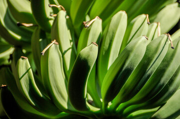 Fototapeta premium green banana on a tree 