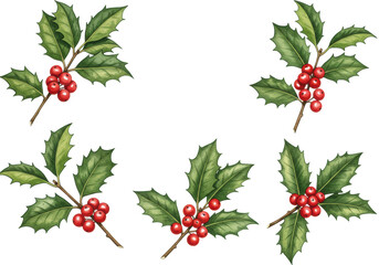 Six watercolor holly sprigs with red berries and variegated green leaves, vintage botanical illustration, isolated on white with central copy space, concept of traditional christmas elegance