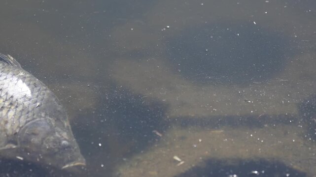 Dead fish carp cyprinus carpio decaying body in pond water