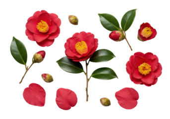 Deep crimson japanese camellia flowers, buds, and foliage in a meticulous macro flat lay composition on a transparent background, showcasing texture and detail. Concept of perfection nature and