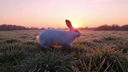 A white rabbit stands in a field of grass, with the sun setting in the background, creating a warm glow. - Powered by Adobe
