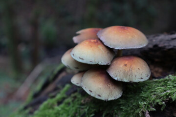 Cluster of wild mushrooms growing on mossy tree trunk in forest ,Close-up image of a group of wild mushrooms growing on a moss-covered tree trunk in a forest environment. The warm brown tones of the m
