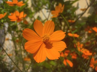 Yellow sulfur Cosmos flowers blooming in the garden of the nature green background stock images, Beautiful orange cosmos flower [Cosmos sulphureus] flower gardeninspiration flower photography,
