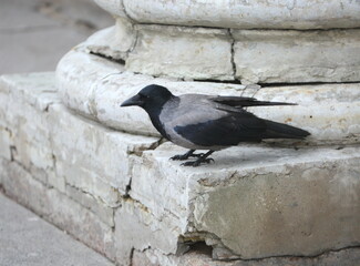 A crow sits on the base of an ancient column