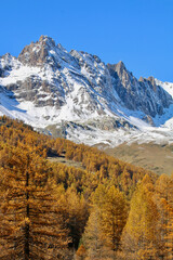 Montagne enneig&eacute;e et m&eacute;l&egrave;zes aux couleurs d'automne