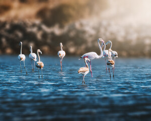 Flamingos in the Gruissan (Gruissan - France)