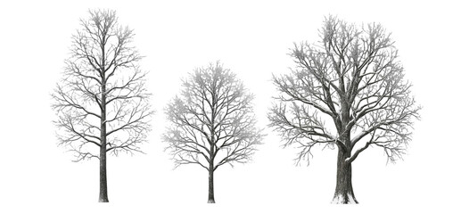 Set of Deciduous Bare Trees Without Leaves Isolated on White Background