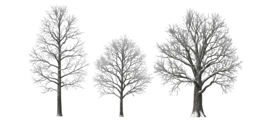 Set of Deciduous Bare Trees Without Leaves Isolated on White Background