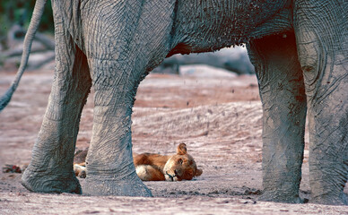 Lioness and elephant