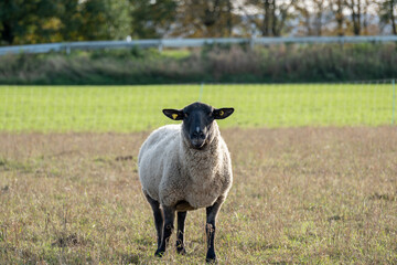 Black-faced sheep stands in green pasture under clear sky in autumn afternoon