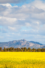 Colorful springtime view of canola crops and Grampians range