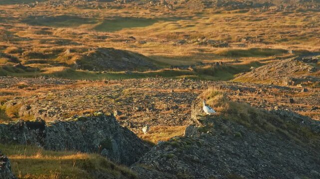 A view of the rugged, volcanic landscape of the Icelandic highlands at sunrise or sunset. The golden light illuminates the moss covered rocks and grassy hills, highlighting the stark beauty of the rem