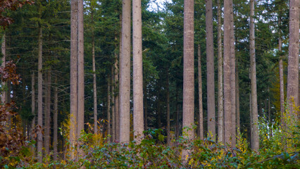 Tall trees create a serene forest landscape with green foliage and sunlight filtering through the branches