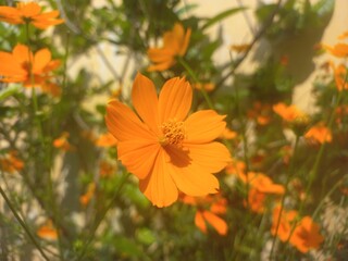 Yellow sulfur Cosmos flowers blooming in the garden of the nature green background stock images, Beautiful orange cosmos flower [Cosmos sulphureus] flower gardeninspiration flower photography,
