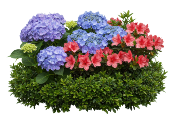 hyper-realistic studio macro shot of dense ornamental plants: purple hydrangea, crimson azaleas, and dark boxwood foliage, isolated on transparent. concept for commercial botanical catalog