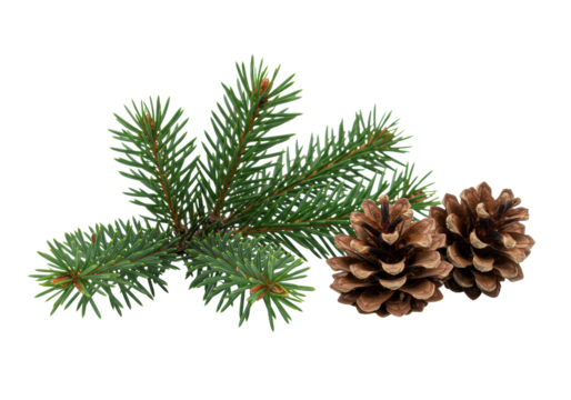 extreme macro of a fresh pine branch featuring emerald needles and crimson tips, next to rustic pine cones on a transparent background, concept for luxury holiday branding