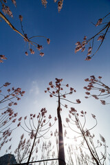 Paulownia Forest Canopy and Sunburst