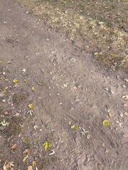 Dry grass and dirt path in the autumn park.