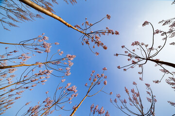 Scattered Blossoms Against the Sun-Drenched Sky