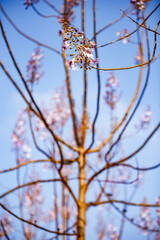 Close-Up of Delicate Paulownia Flower Clusters