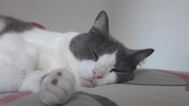 Drowsy cat slowly closing eyes while falling asleep