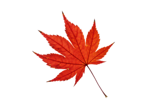 ultra-detailed macro of a solitary, vibrant crimson acer maple leaf, swirling dynamically with motion blur against a seamless transparent studio background with copy space. Concept for commercial