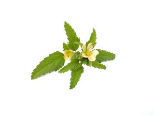 threelobe false mallow (Malvastrum coromandelianum) isolated on white background. Herb medicine plant