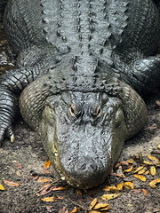 close up of a crocodile