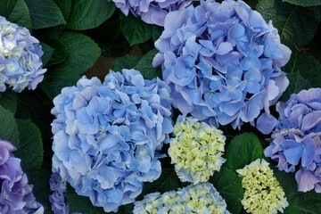 Closeup of blue hydrangea flowers blooming.