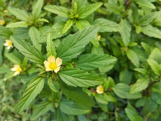 threelobe false mallow (Malvastrum coromandelianum) in garden. Herb medicine plant, close up view 