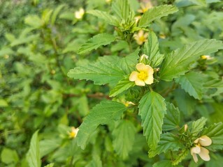 threelobe false mallow (Malvastrum coromandelianum) in garden. Herb medicine plant, close up view 