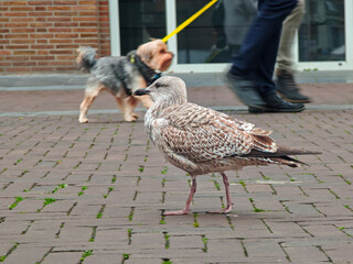 Seagull walking on brick pavement as a dog passes by on a leash in a busy urban setting