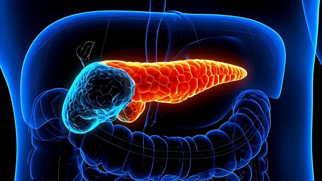 Human Pancreas Medical Animation Rotating Anatomy Illustration
