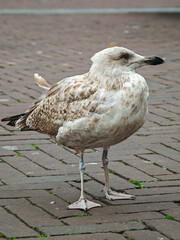 Seagull standing on a cobblestone path in a coastal town during a cloudy afternoon